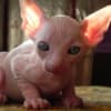 12 weeks old Sphynx kittens photo 2