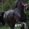 Lovely black mare Friesian horse for sale. photo 1