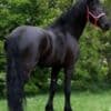 Lovely black mare Friesian horse for sale. photo 2