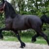 Lovely black mare Friesian horse for sale. photo 3