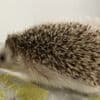 Hedgehog to good home photo 1
