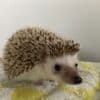 Hedgehog to good home photo 2