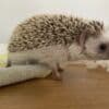 Hedgehog to good home photo 3