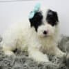 AKC Portuguese Water Dog Puppies photo 1
