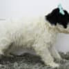 AKC Portuguese Water Dog Puppies photo 2