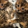 Bengal Kittens Purebred Rosetted photo 1