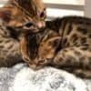 Bengal Kittens Purebred Rosetted photo 2