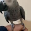 affectionate~African grey photo 1