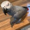 affectionate~African grey photo 2