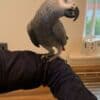 affectionate~African grey photo 3