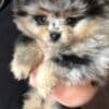 Gorgeous Pomeranian Puppies Available photo 1