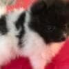 Gorgeous Pomeranian Puppies Available photo 2