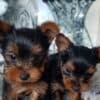 Healthy, sweet and loving baby YORKIE PUPPIES photo 1