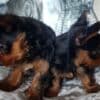 Healthy, sweet and loving baby YORKIE PUPPIES photo 2