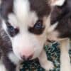 Trained Husky Puppies (Boy and Girl) photo 1