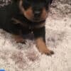 Purebred Rottweiler puppies German bloodline photo 1