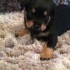Purebred Rottweiler puppies German bloodline photo 2