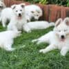 White Swiss Shepherd Puppies photo 1