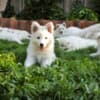 White Swiss Shepherd Puppies photo 2