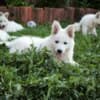 White Swiss Shepherd Puppies photo 3