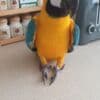 Two Hand Reared Blue and Gold Macaw photo 1