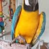 Two Hand Reared Blue and Gold Macaw photo 2