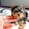 Gorgeous Tiny Yorkie Puppies photo 1