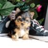 Gorgeous Tiny Yorkie Puppies photo 2