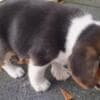 Beagle puppies-male/female photo 1
