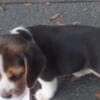 Beagle puppies-male/female photo 2