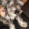 Miniature Schnauzers photo 1