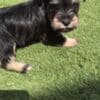 Miniature Schnauzers photo 2