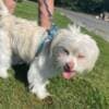 Maltese white male photo 1