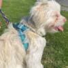 Maltese white male photo 2