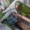 Quaker photo 2