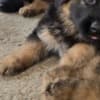 Long-Haired German Shepherd Puppies photo 1