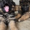 Long-Haired German Shepherd Puppies photo 2
