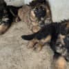 Long-Haired German Shepherd Puppies photo 3