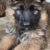 Long-Haired German Shepherd Puppies photo 4