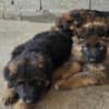 Long-Haired German Shepherd Puppies photo 6