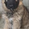 Long-Haired German Shepherd Puppies photo 9