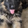Long-Haired German Shepherd Puppies photo 10
