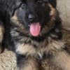 Long-Haired German Shepherd Puppies photo 11
