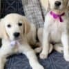 Golden Retriever Puppies for Sale: Find Your Forever Friend at TriStar photo 1