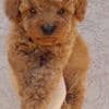 Dwarf and Toy Poodle Puppies photo 2