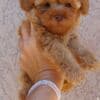 Dwarf and Toy Poodle Puppies photo 3