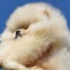 Pomeranian Boo Puppies photo 1