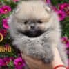 Pomeranian Boo Puppies photo 4