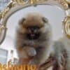 Pomeranian Boo Puppies photo 5