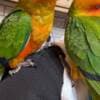 Two Sun Conures for sale photo 1